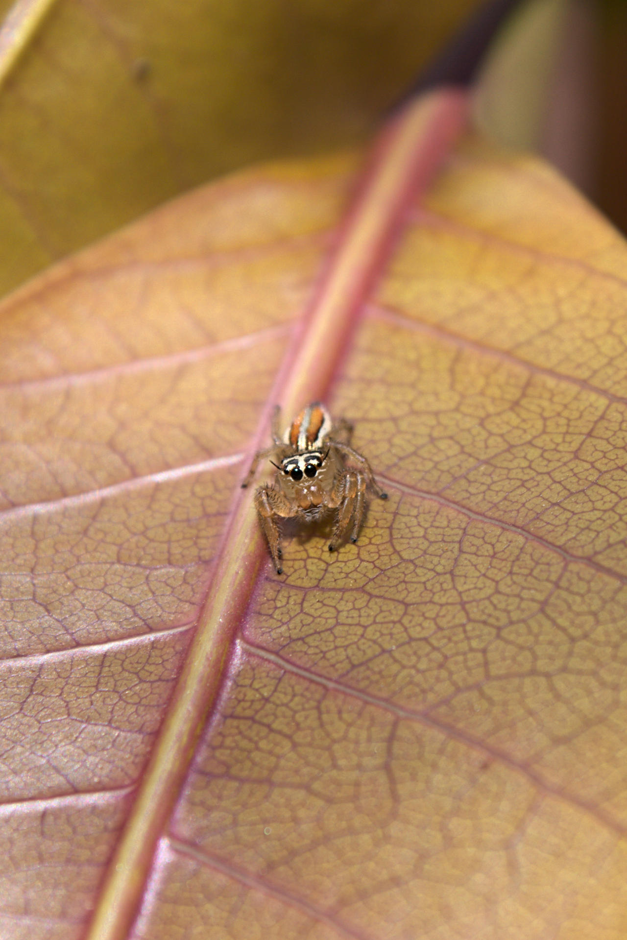 Mango Spider by SmokeyAutumn on DeviantArt