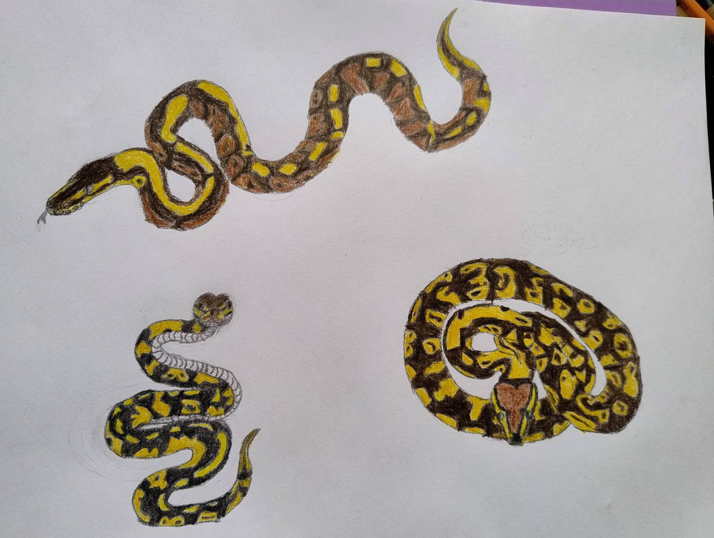 Pythons by Velentrementh on DeviantArt