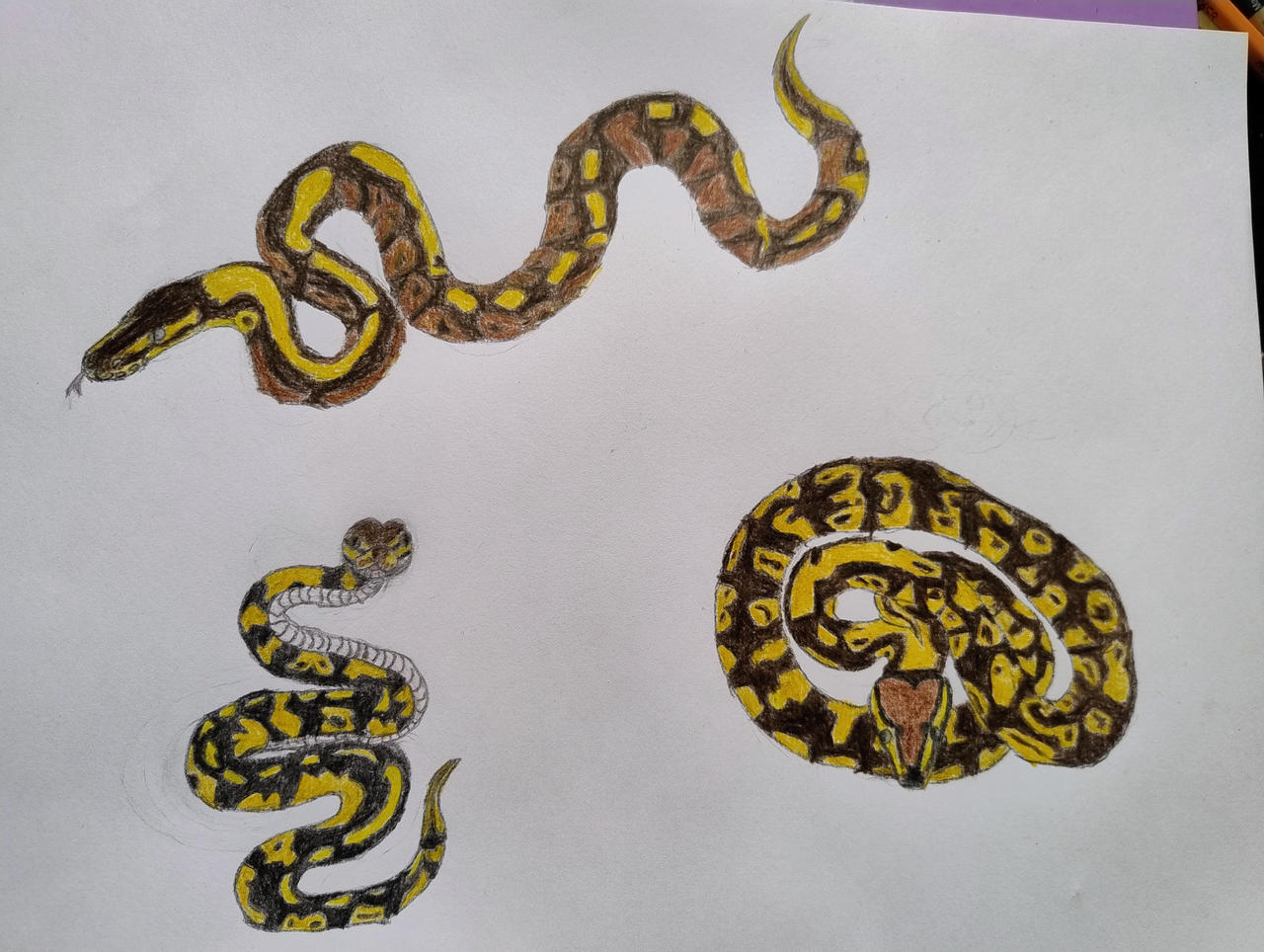 Deep Python Deviantart Pythons by Velentrementh on DeviantArt
