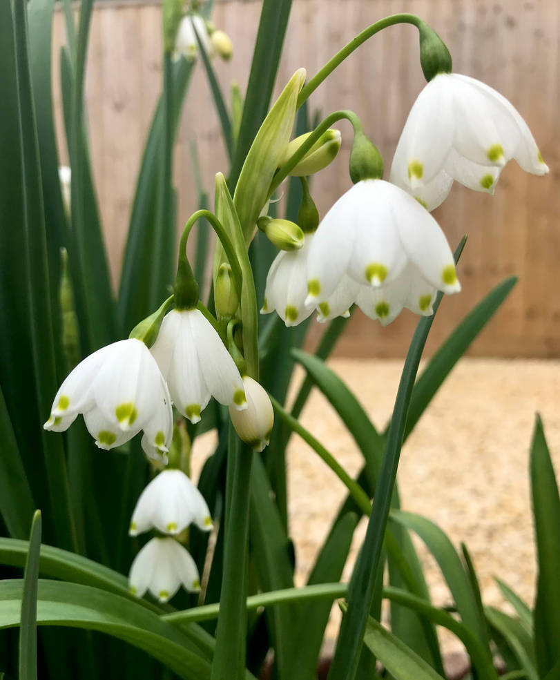 Snowdrops Class Snowdrops by WolvesKey on DeviantArt