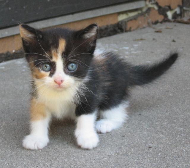 B Calico Kitten - 5 Weeks Old