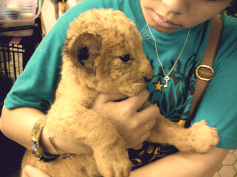 Baby Lions are the Cutest