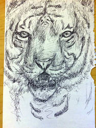 Work Doodle: Tiger