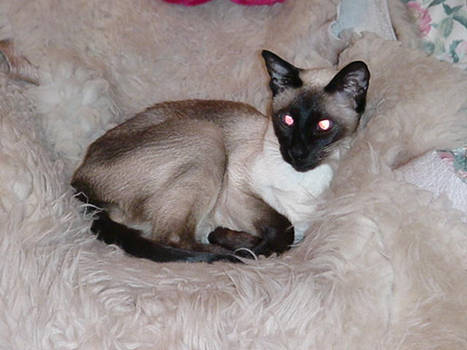 Siamese 'Layla'