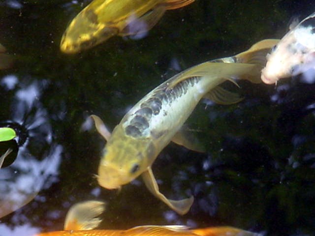 Koi in my Pond 2