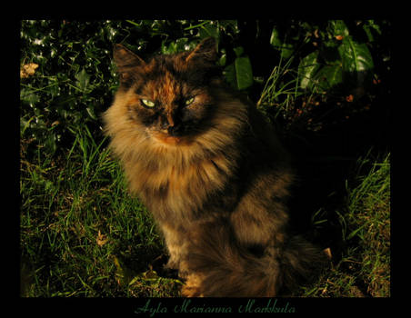 Twilight cat I.