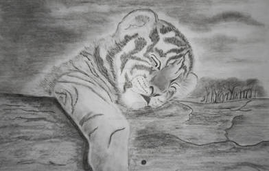 Siberian Tiger Cub Drawing