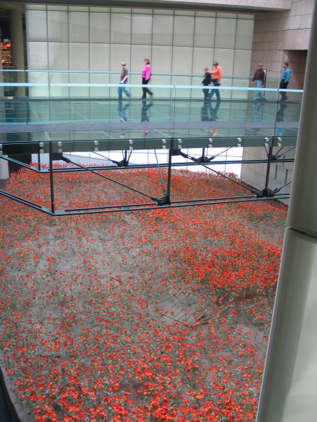 Glass Bridge over Red Poppies