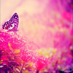 the butterflies breath