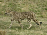 Cheetah by emomuffins5
