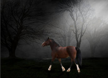 My First 'Real' Horse Manip!