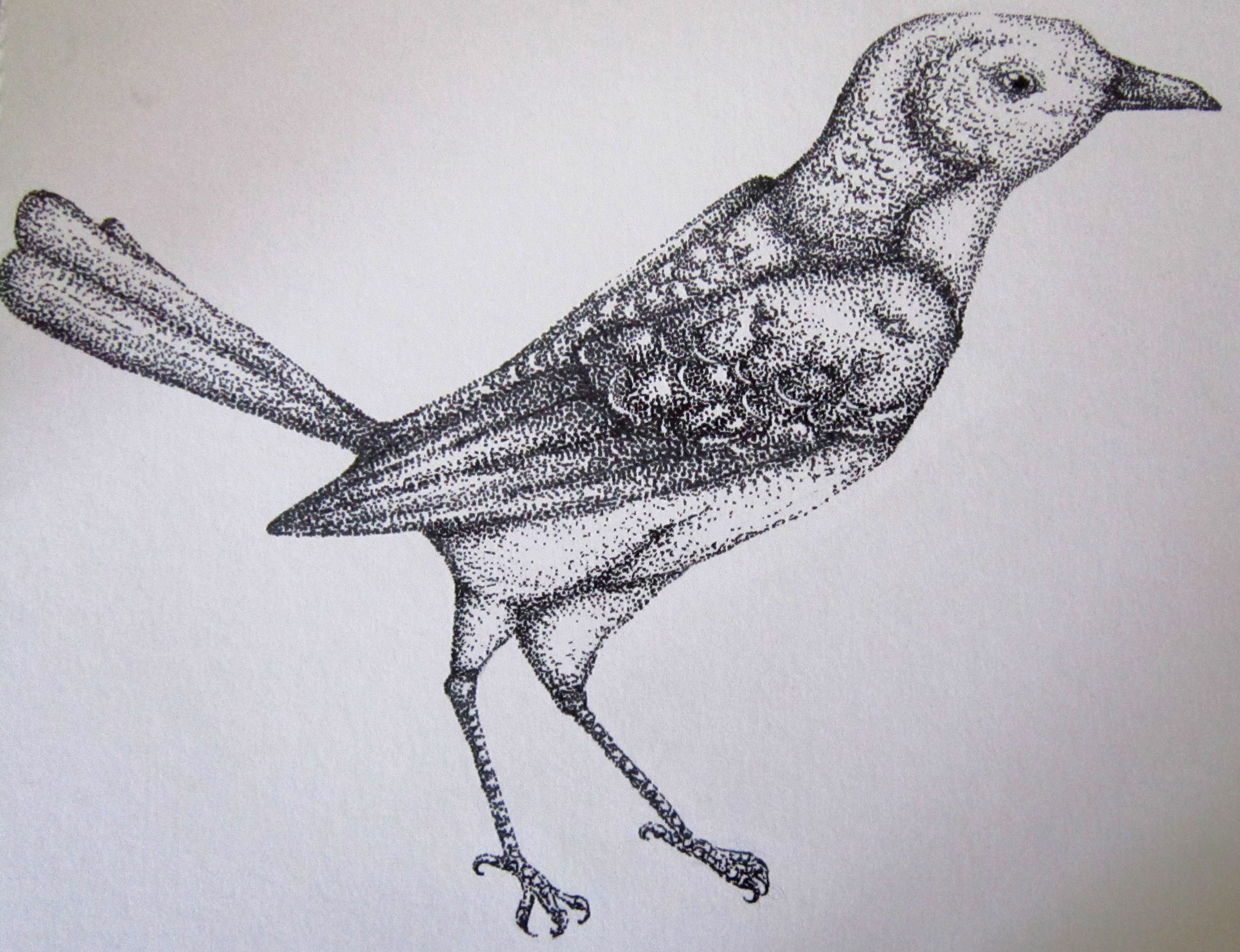 Mockingbird Stippling