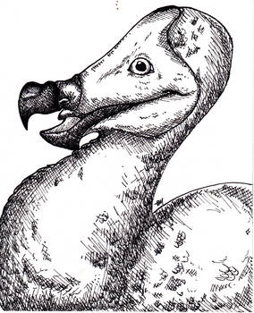 Pen and Ink Dodo