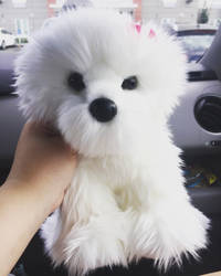 DCT Coconut Bichon Frise