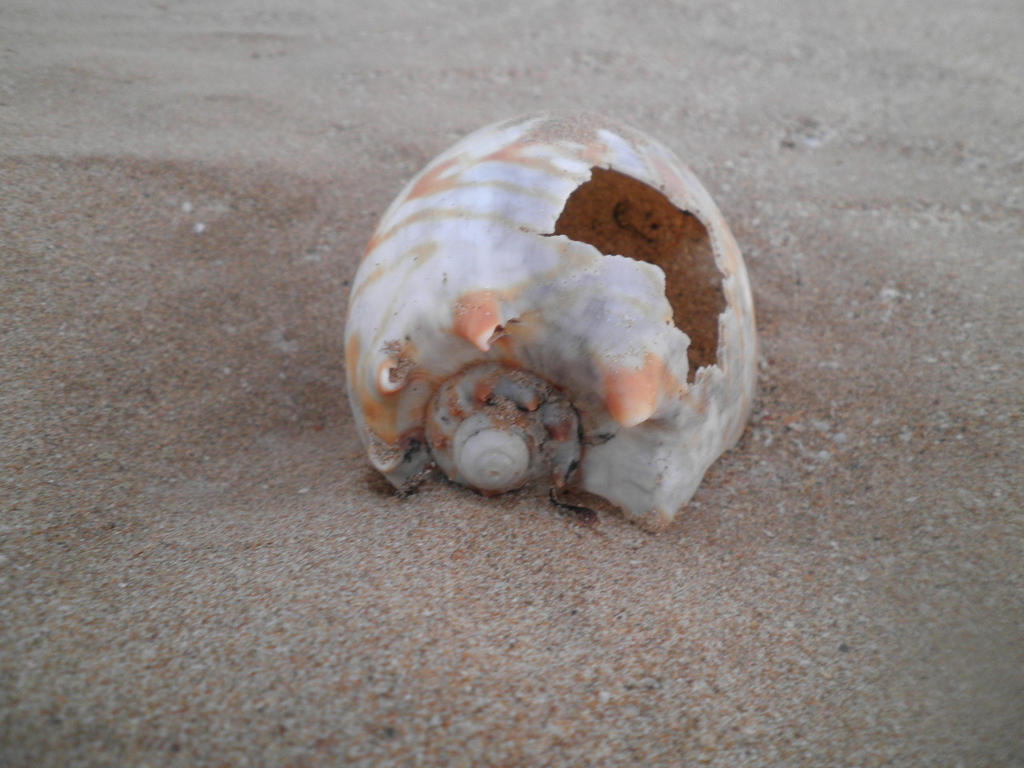 Broken shell by Chooky2103 on DeviantArt