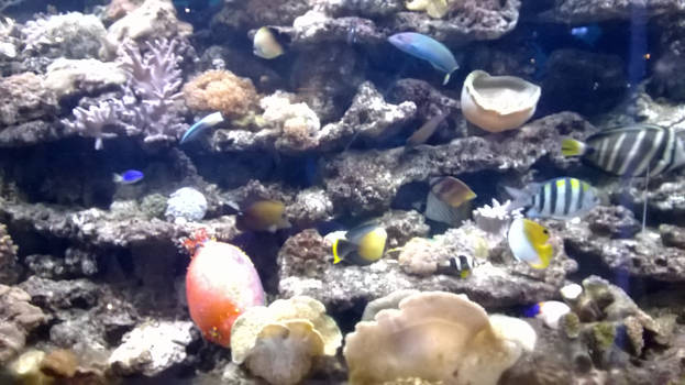 Aquarium stock 2