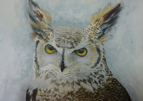 Great Horned Owl