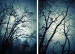 The forest blue winter by ChristineAmat