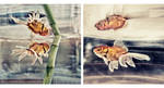 The fish it is good by ChristineAmat