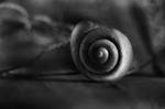 Look for snail without shell by ChristineAmat