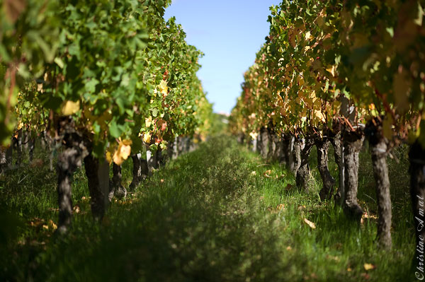 On the tracks of bacchus