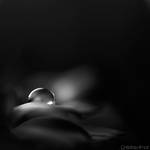 Black pearl I by ChristineAmat