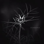 Dark flower by ChristineAmat