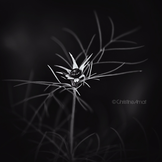 Dark flower