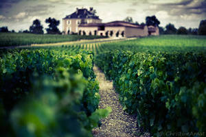 Un ete dans les vignes II