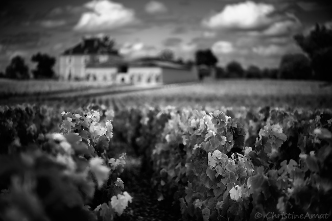 Un ete dans les vignes III