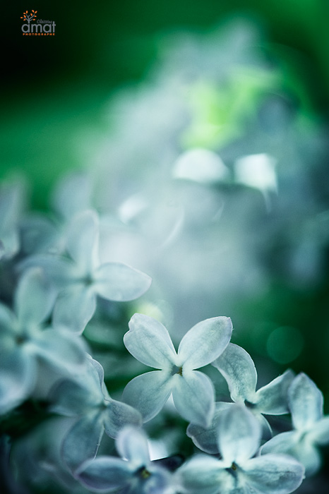 Comme une odeur de lilas..