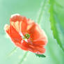 Coquelicot I