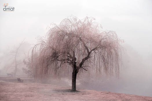 Brouillard rose...