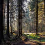 Autumn in a danish forest