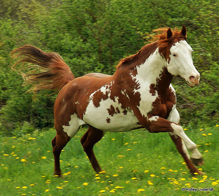 Overo stallion at liberty