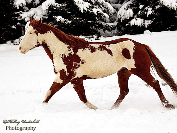 Dashing through the snow.