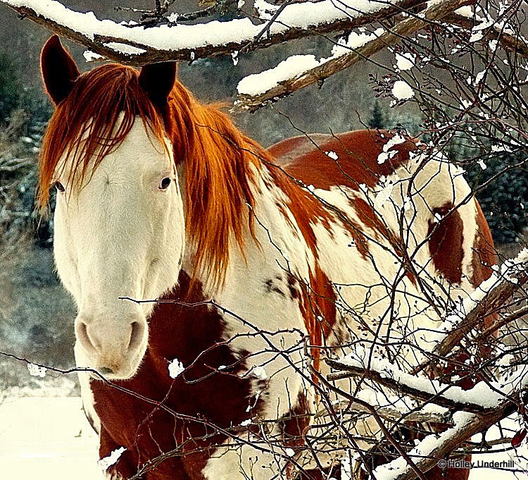 Camouflage.