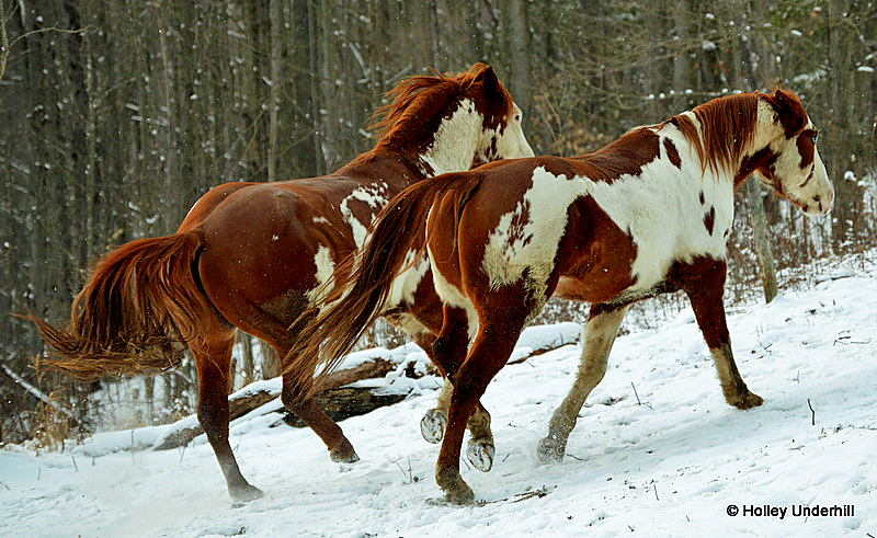 Evening gallop through the snow.