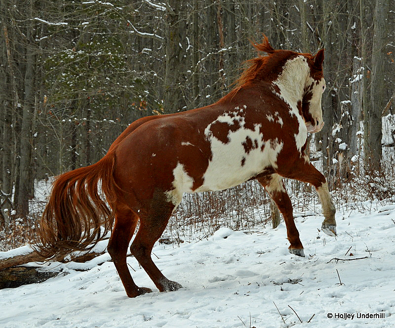 Stallion showing off