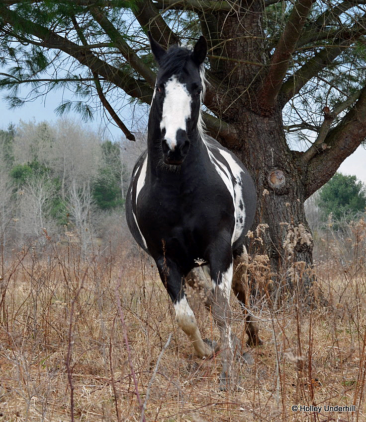 Tobiano mare