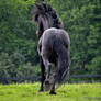 Friesian stallion 2