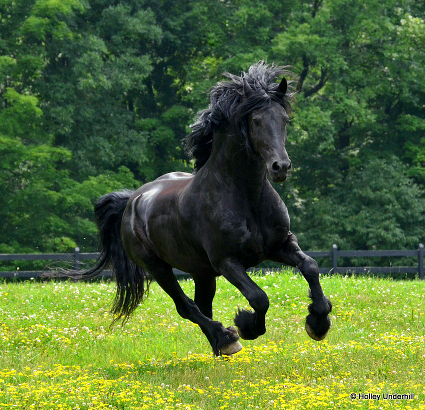 Friesian stallion 3