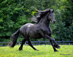 Friesian stallion 5