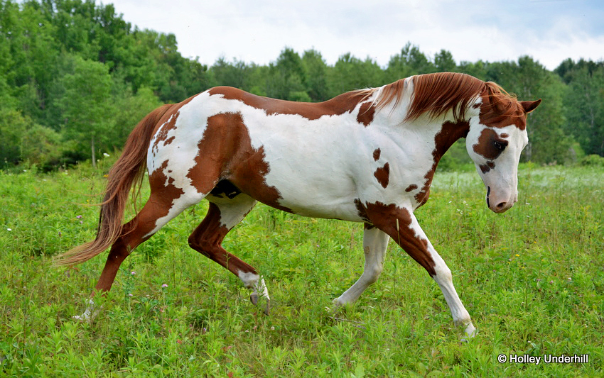 Strut like a boss.