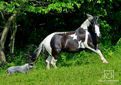 When dogs and horses play