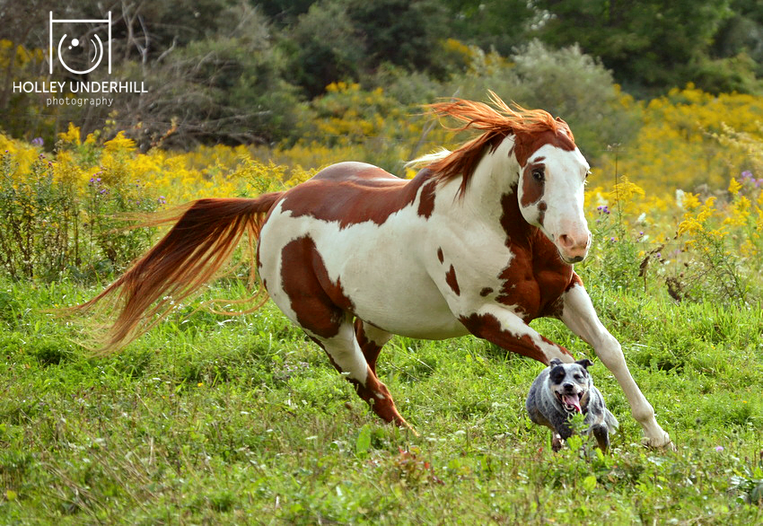 Horses are sore losers when playing tag.