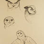 Owl sketches