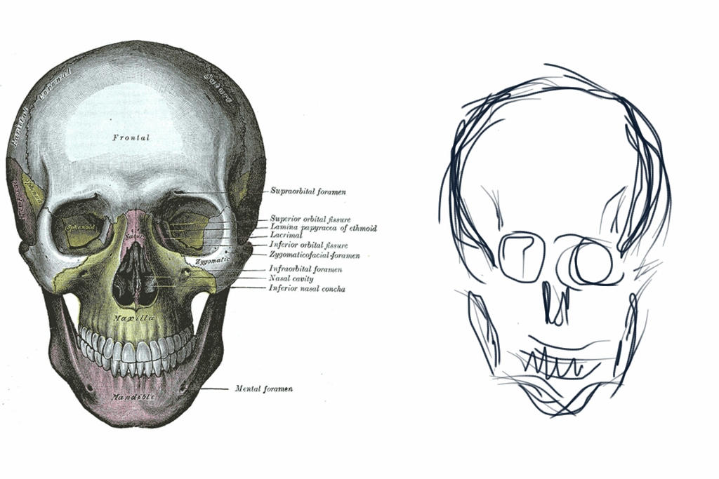 Human Anatomy - Skull by goku9626 on DeviantArt