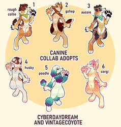 canine adopt collab