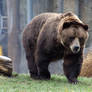 Brown Bear 001